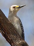 Golden-fronted Woodpecker_44362